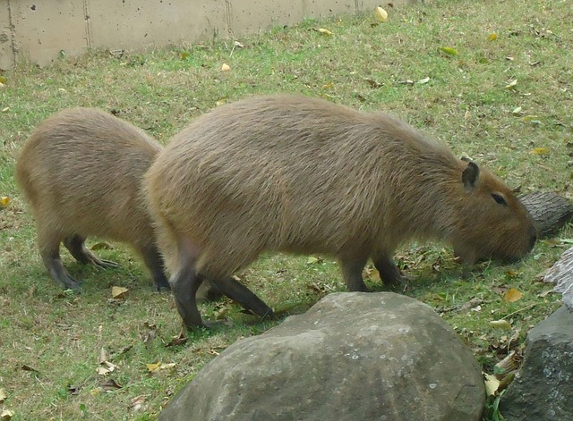 The Capybara's Tail: Everything You Need to Know