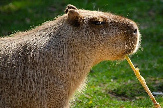 Understanding Capybara Teeth: An Evolutionary Marvel