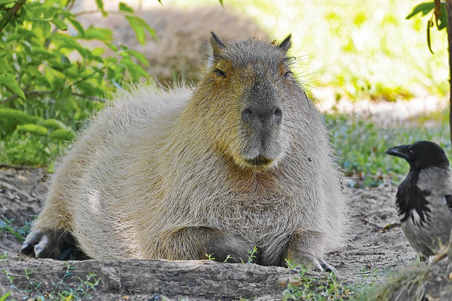 Capturing Capybaras: Tips for Wildlife Photography