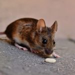The Ultimate Guide to the Best Places to Put Mouse Poison