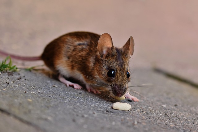 The Ultimate Guide to the Best Places to Put Mouse Poison