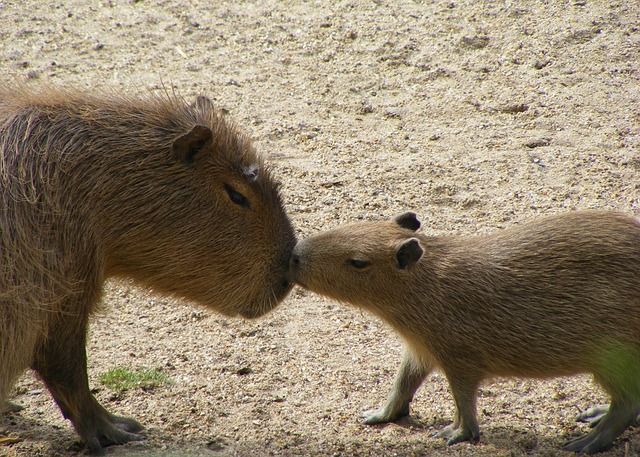 The Odds of Growing Up Capybara: Survival Rates