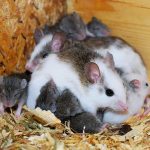 The Marvel of Color Variation in Rock Pocket Mice: A Fascinating Tale of Evolution