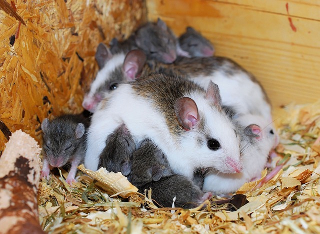 The Marvel of Color Variation in Rock Pocket Mice: A Fascinating Tale of Evolution