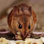 Diet and Foraging Strategies of Pocket Mice: Surviving in Arid Environments
