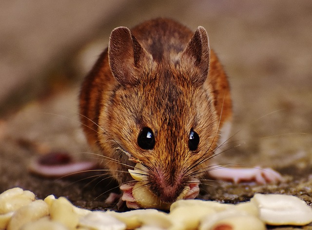 Diet and Foraging Strategies of Pocket Mice: Surviving in Arid Environments