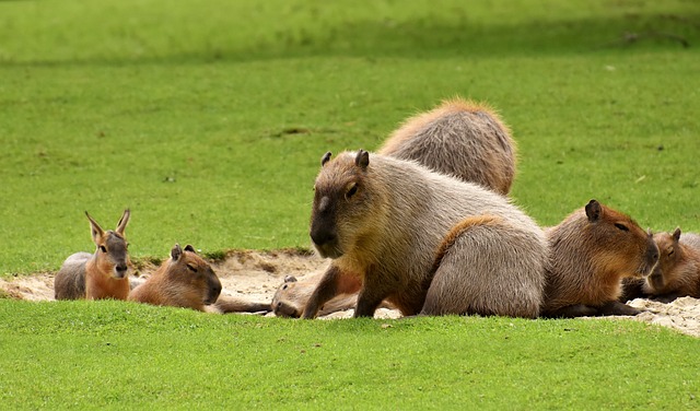 Capybaras and Their Unlikely Animal Friends