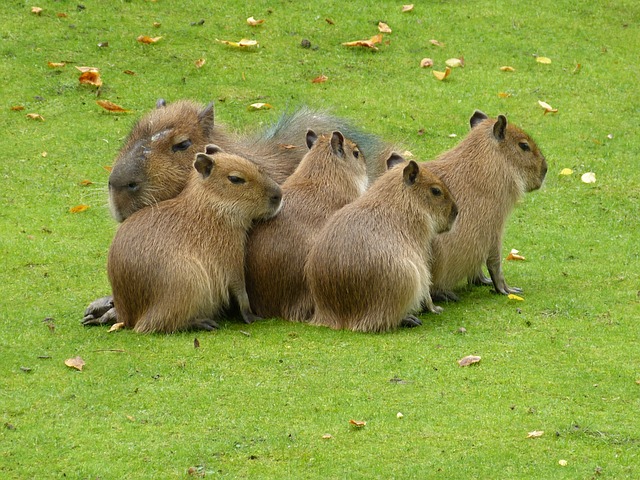 Stages of Capybara Development: From Birth to Adulthood